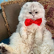 Mr. Leo is registered to the contest to win money with this photo: animal, bow_tie, cat, close_up, couch, cute, domestic_cat, feline, fluffy, furry, indoor, patterned_pillow, pet, pillow, portrait, red_bow, relaxed, seated, soft_fur, white_fur
