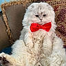 animal, bow_tie, cat, close_up, couch, cute, domestic_cat, feline, fluffy, furry, indoor, patterned_pillow, pet, pillow, portrait, red_bow, relaxed, seated, soft_fur, white_fur