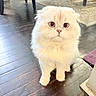 Mr. Leo is registered to the contest to win money with this photo: animal, cat, cream_color, curious, cute, domestic, ears, eyes, floor, fluffy, furniture, home, indoor, nose, pet, rug, scottish_fold, sitting, whiskers, wooden_floor