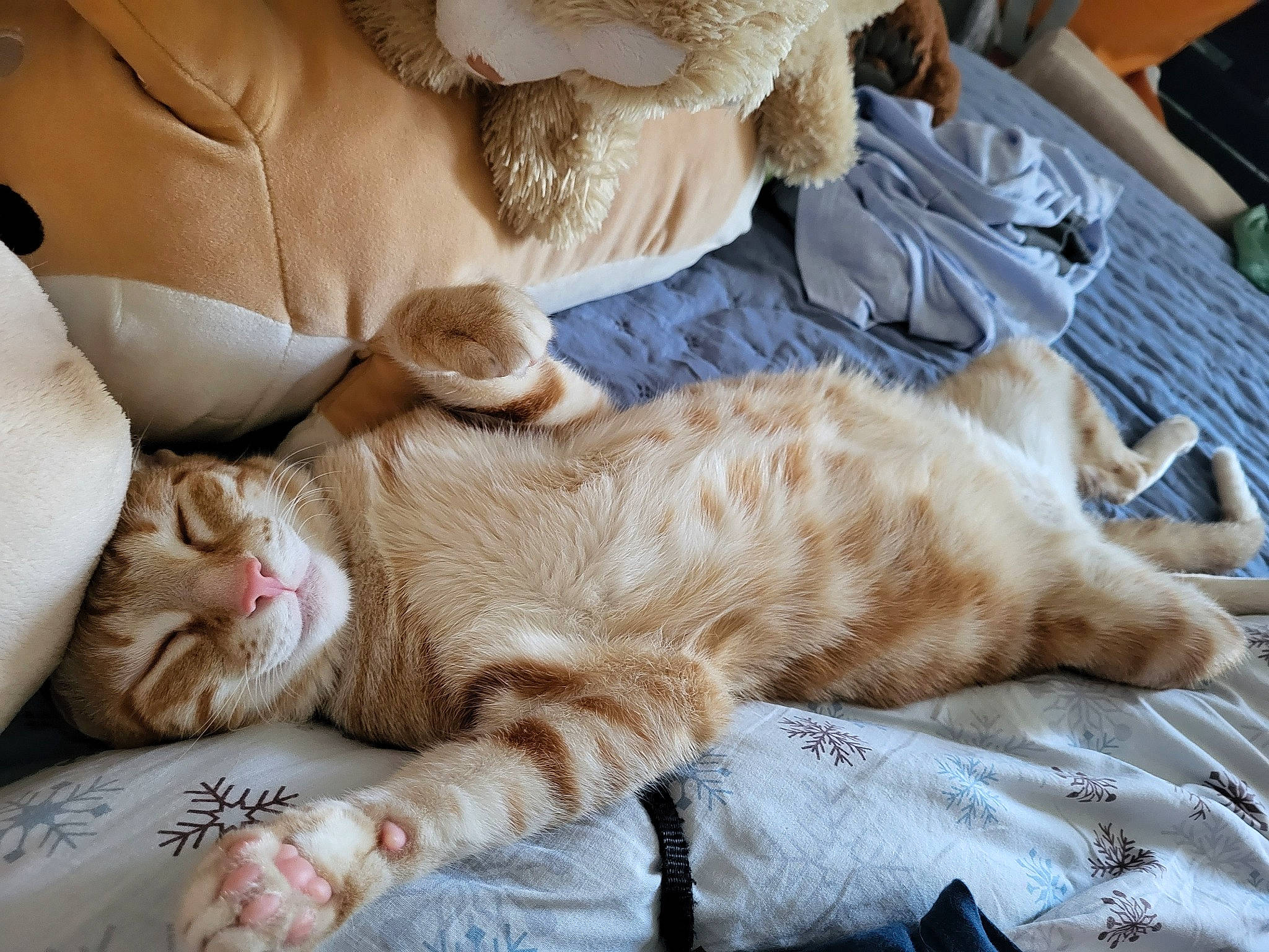 Tixie a rejoint le concours — aidez-le/la à gagner de superbes lots ! bed, carnivore, cat, claw, comfort, domestic_short_haired_cat, fawn, felidae, foot, fur, linens, nap, paw, small_to_medium_sized_cats, tail, whiskers, wood