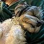 Jack is registered to the contest to win money with this photo: dog, sleeping, curly_fur, blanket, cozy, close_up, pet, relaxed, fur, napping, indoor, brown, white, black, cute, animal, resting, soft, comfort, furniture