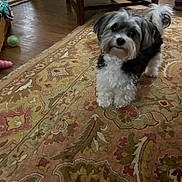 Jack joined the competition — help win amazing prizes! dog, indoor, carpet, toy, furniture, leather_chair, wood_floor, pet, small_dog, curly_fur, black_and_white, home, animal, floor, playful, standing, looking, tail_up, cozy, room