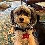 Jack is registered to the contest to win money with this photo: dog, pet, indoor, carpet, collar, name_tag, fur, cute, animal, companion, home, furniture, brown, black, white, small_dog, standing, looking, close_up, curious