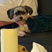 Jack Melton is registered to the contest to win money with this photo: animal, blanket, brown_dog, candle, collar, couch, cozy, decor, dog, figurine, furniture, home, indoor, person, pet, relaxing, small_dog, statue, tissue, white_shirt