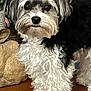 adorable, animal, black_and_white, close_up, companion, curious, cute, dog, domestic_animal, fluffy, friendly, fur, greenery, indoor, looking_at_camera, pet, plush_toy, portrait, small_dog, wooden_surface