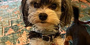 Jack Melton is registered to the contest to win money with this photo: animal, blurred_background, canine, closeup, collar, companion, curious, cute, dog, domestic, floor, fur, furniture, home, indoor, pet, playful, rug, small_dog, tag
