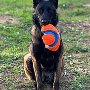 Louve a rejoint le concours — aidez-le/la à gagner de superbes lots ! animal, black, blue, brown, canine, daylight, dog, ears, fur, german_shepherd, grass, mouth, nature, orange, outdoor, park, pet, playful, sitting, toy