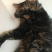 Kenzo a rejoint le concours — aidez-le/la à gagner de superbes lots ! carnivoran, cat, cat_like_mammal, domestic_short_haired_cat, fur, kitten, maine_coon, norwegian_forest_cat, paw, small_to_medium_sized_cats, whiskers