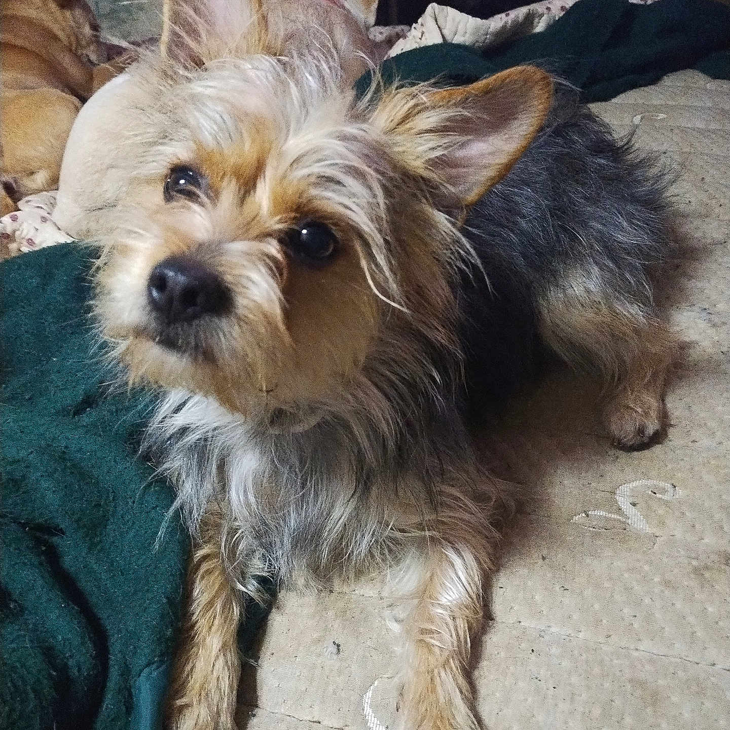 Starboy joined the competition — help win amazing prizes! affenpinscher, animal, ball, bed, bedroom, canine, cat, couch, cushion, dog, furniture, homedecor, indoors, linen, person, pet, puppy, room, slate, terrier