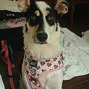 Sadie joined the competition — help win amazing prizes! accessory, animal, carpet, cartoon_pattern, cute, dog, ears, eyes, floor, fur, harness, household, indoor, leash, looking, nose, pet, pink, sitting, towel