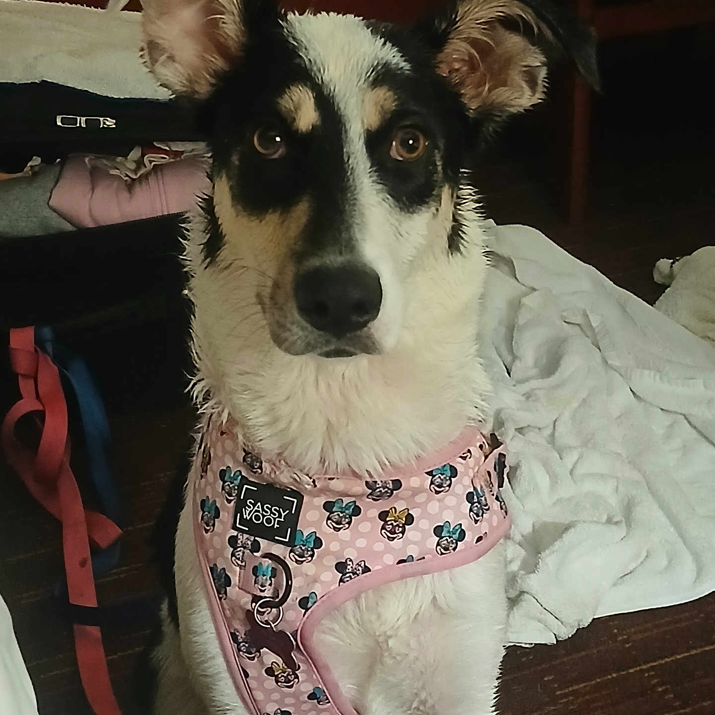 Sadie