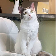 Sassy joined the competition — help win amazing prizes! cat, kitten, fluffy, white_cat, gray_markings, long_hair, sitting, chair, tail, whiskers, eyes, ears, indoor, home, furniture, flowers, vase, portrait, pet, cute