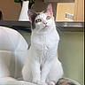 cat, kitten, fluffy, white_cat, gray_markings, long_hair, sitting, chair, tail, whiskers, eyes, ears, indoor, home, furniture, flowers, vase, portrait, pet, cute