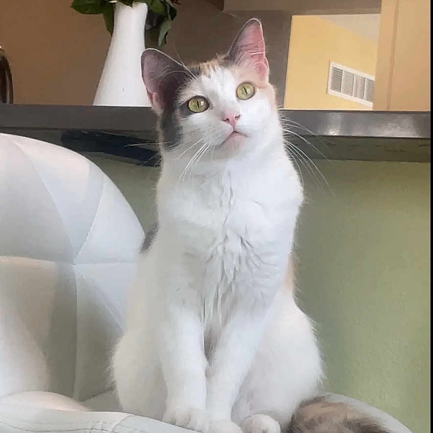 Sassy joined the competition — help win amazing prizes! cat, kitten, fluffy, white_cat, gray_markings, long_hair, sitting, chair, tail, whiskers, eyes, ears, indoor, home, furniture, flowers, vase, portrait, pet, cute