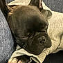 Blayze Dakota Nation is registered to the contest to win money with this photo: dog, sleeping, hoodie, black_dog, paw, close_up, cozy, resting, indoor, couch, fabric, pet, animal, cute, relaxed, snuggled, fur, nose, ears, nap