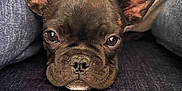 Blayze Dakota Nation joined the competition — help win amazing prizes! dog, french_bulldog, puppy, close_up, couch, jeans, hoodie, resting, face, ears, pet, indoor, cute, sleepy, animal, fur, snout, expression, front_view, relaxed