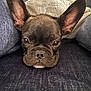 dog, french_bulldog, puppy, close_up, couch, jeans, hoodie, resting, face, ears, pet, indoor, cute, sleepy, animal, fur, snout, expression, front_view, relaxed