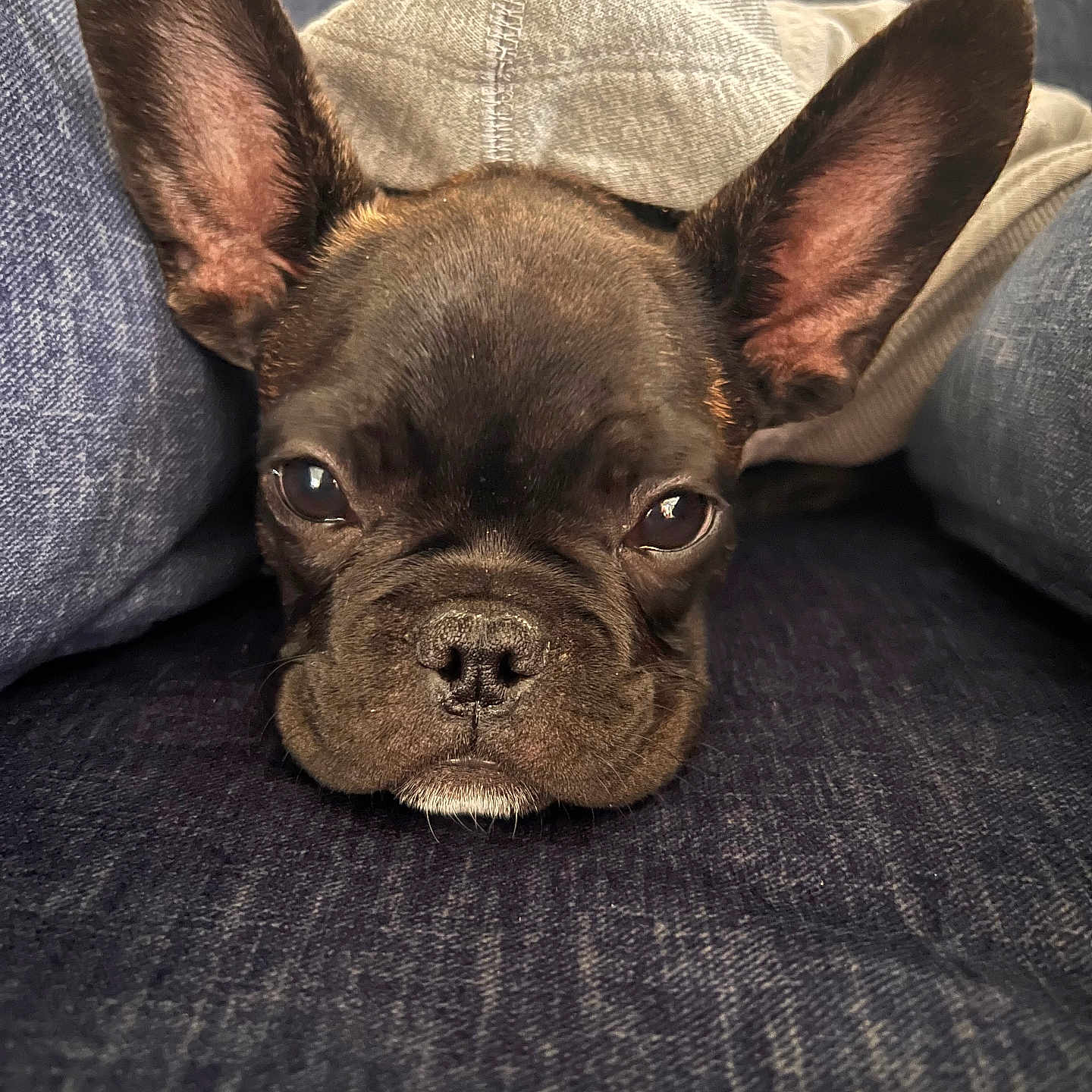 Blayze Dakota Nation joined the competition — help win amazing prizes! animal, close_up, couch, cute, dog, ears, expression, face, french_bulldog, front_view, fur, hoodie, indoor, jeans, pet, puppy, relaxed, resting, sleepy, snout