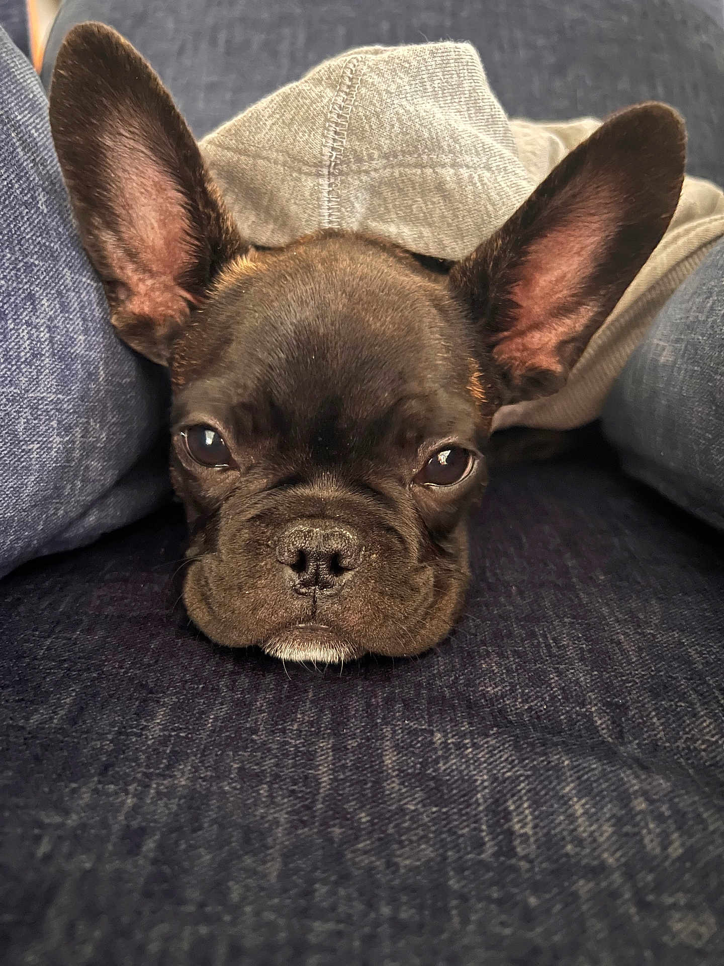 Blayze Dakota Nation joined the competition — help win amazing prizes! dog, french_bulldog, puppy, close_up, couch, jeans, hoodie, resting, face, ears, pet, indoor, cute, sleepy, animal, fur, snout, expression, front_view, relaxed