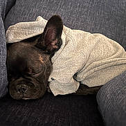 Blayze Dakota Nation joined the competition — help win amazing prizes! dog, sleeping, hoodie, black_dog, couch, cozy, resting, pet, indoor, snuggled, fur, animal, canine, comfort, relaxed, closeup, portrait, domestic_animal, nap, casual