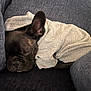 dog, sleeping, hoodie, black_dog, couch, cozy, resting, pet, indoor, snuggled, fur, animal, canine, comfort, relaxed, closeup, portrait, domestic_animal, nap, casual