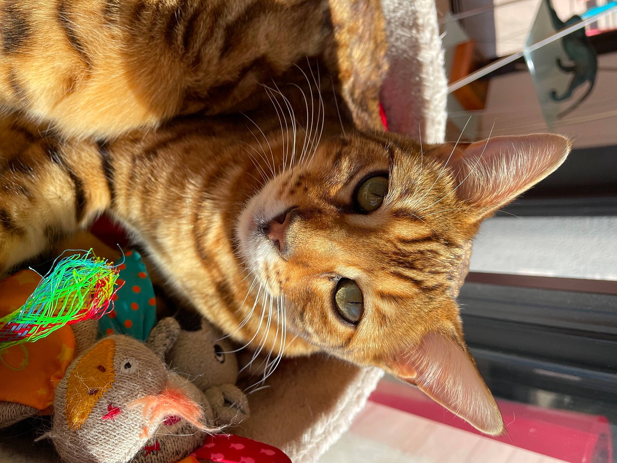 Raven participe au concours pour gagner de l'argent avec cette photo : carnivore, cat, cat_supply, claw, domestic_short_haired_cat, eye, fashion_accessory, fawn, felidae, fur, grass, paw, plant, small_to_medium_sized_cats, snout, tail, terrestrial_animal, tree, whiskers, wildlife