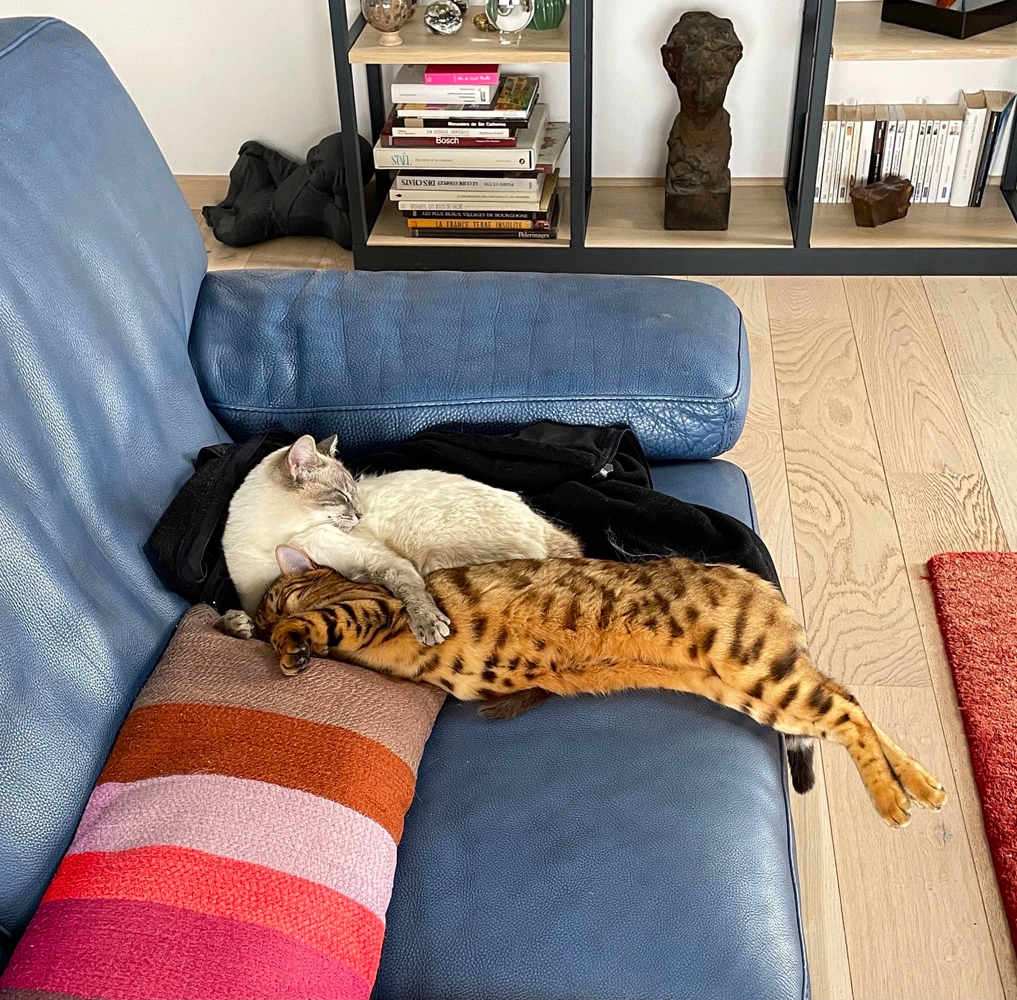 Raven a rejoint le concours — aidez-le/la à gagner de superbes lots ! bag, carnivore, cat, comfort, fawn, felidae, floor, flooring, interior_design, linens, luggage_and_bags, mammal, reptile, room, small_to_medium_sized_cats, tail, terrestrial_animal, textile, whiskers, wood