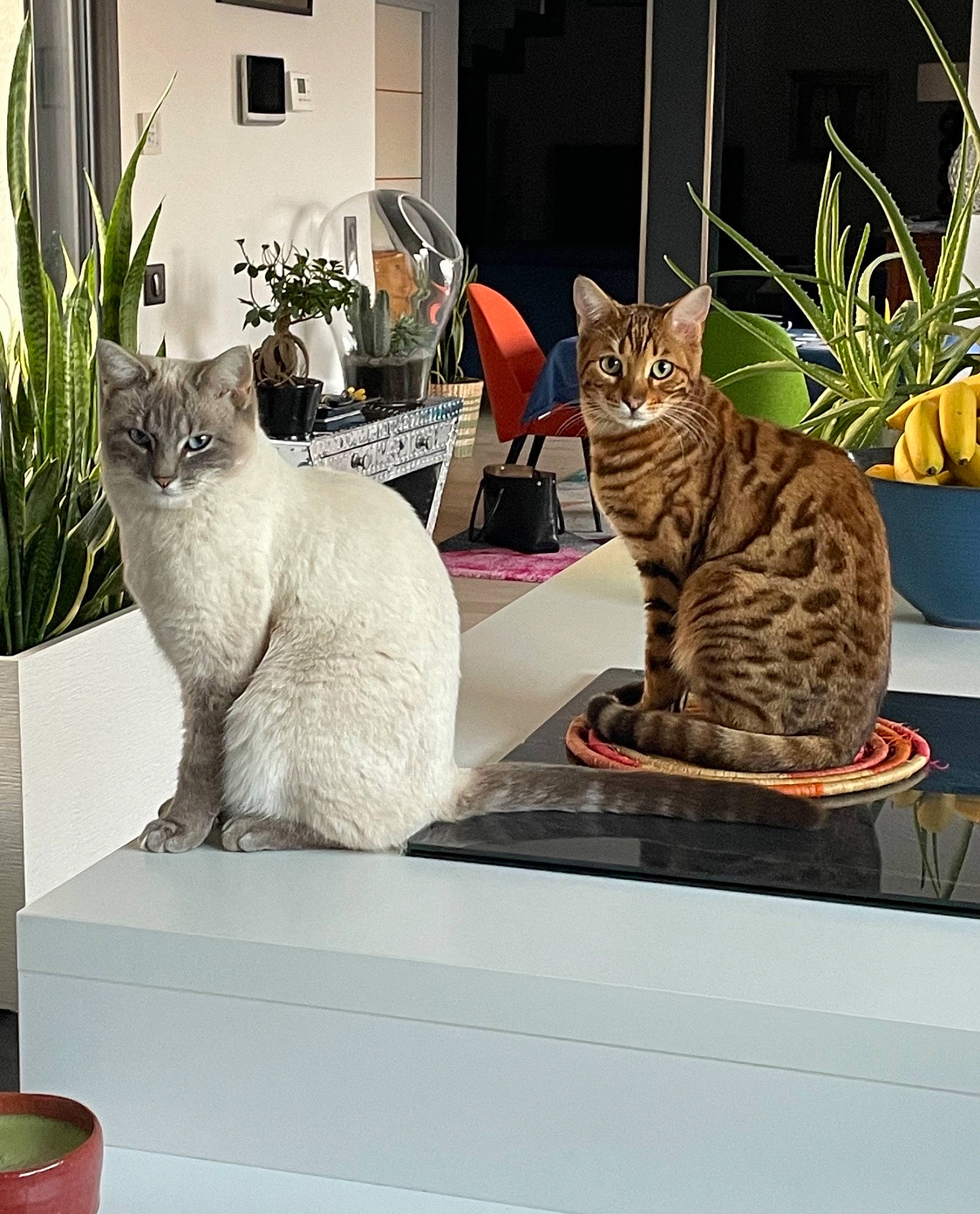 Raven participe au concours pour gagner de l'argent avec cette photo : art, carnivore, cat, cat_supply, domestic_short_haired_cat, fawn, felidae, flowerpot, fur, grey, houseplant, pet_supply, plant, rectangle, room, sitting, small_to_medium_sized_cats, tail, whiskers, window