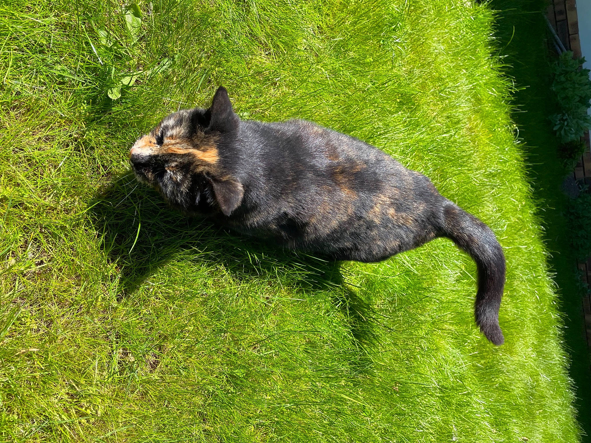 Frimousse a rejoint le concours — aidez-le/la à gagner de superbes lots ! canidae, carnivore, cat, dog_breed, domestic_short_haired_cat, felidae, fur, grass, grassland, groundcover, lawn, plant, small_to_medium_sized_cats, snout, sporting_group, tail, terrestrial_animal, tree, whiskers, wildlife