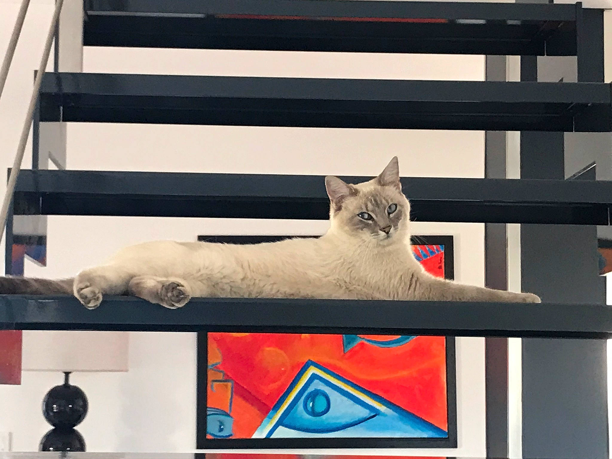 Charlotte a rejoint le concours — aidez-le/la à gagner de superbes lots ! art, carmine, carnivore, cat, domestic_short_haired_cat, fawn, felidae, font, fur, metal, paw, rectangle, red, room, small_to_medium_sized_cats, snout, tail, whiskers, window, wood