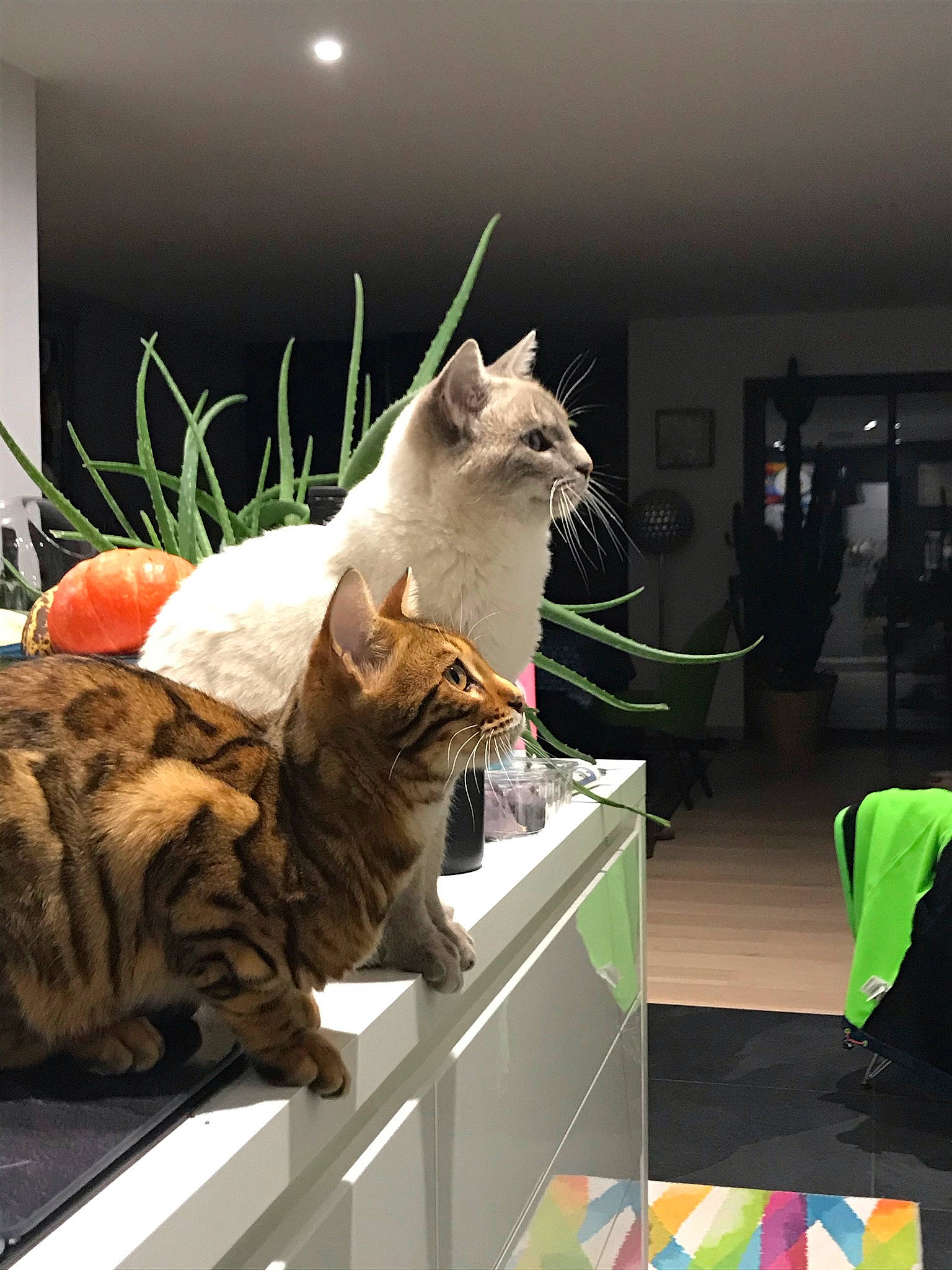 Charlotte a rejoint le concours — aidez-le/la à gagner de superbes lots ! carnivore, cat, comfort, couch, domestic_short_haired_cat, fawn, felidae, flooring, flowerpot, fur, grass, houseplant, interior_design, organism, plant, room, small_to_medium_sized_cats, tail, whiskers, wood