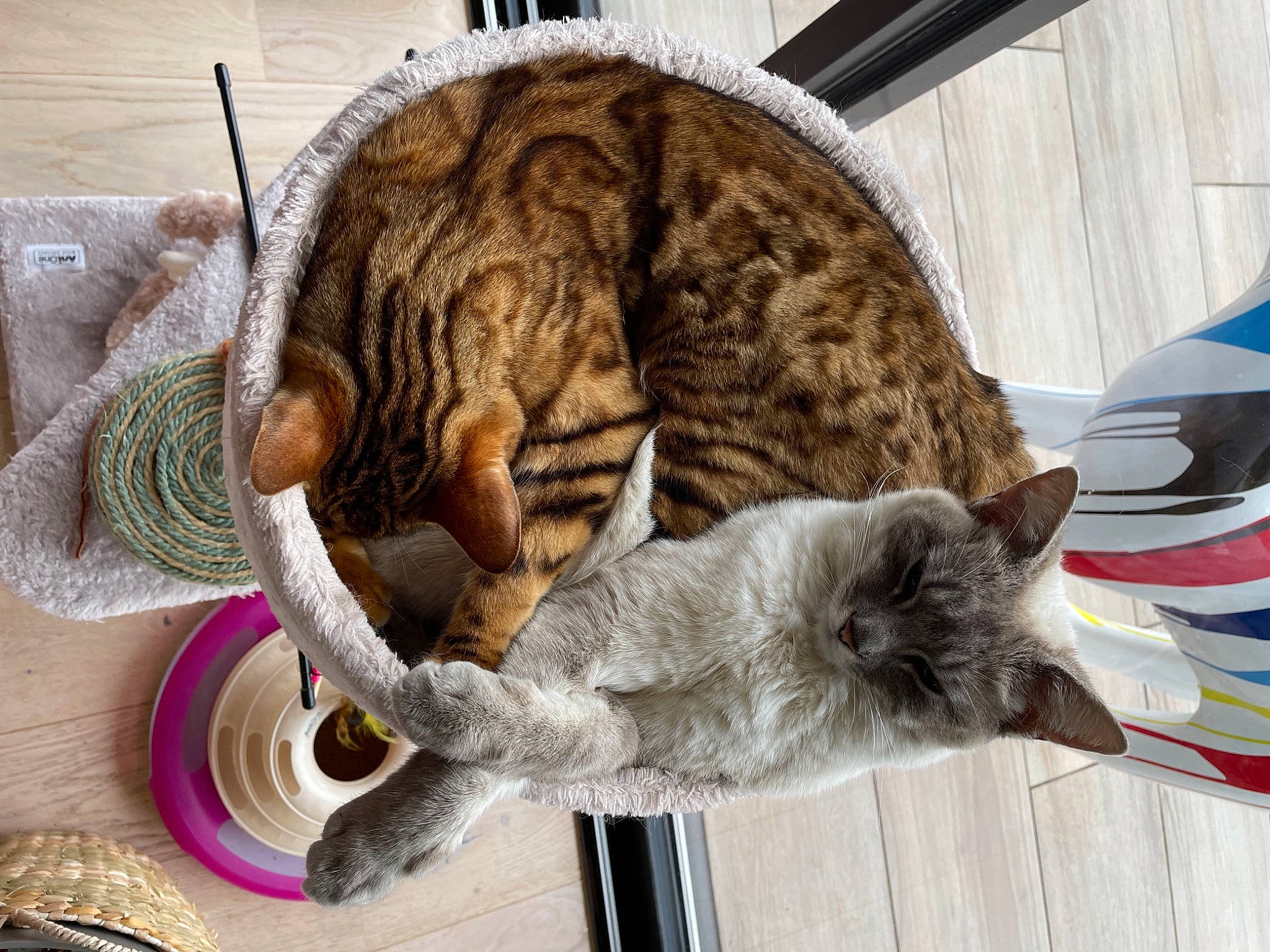 Charlotte participe au concours pour gagner de l'argent avec cette photo : carnivore, cat, cat_supply, claw, domestic_short_haired_cat, felidae, flag, flowerpot, fur, mammal, pet_supply, russian_blue, small_to_medium_sized_cats, snout, tail, terrestrial_animal, vertebrate, whiskers