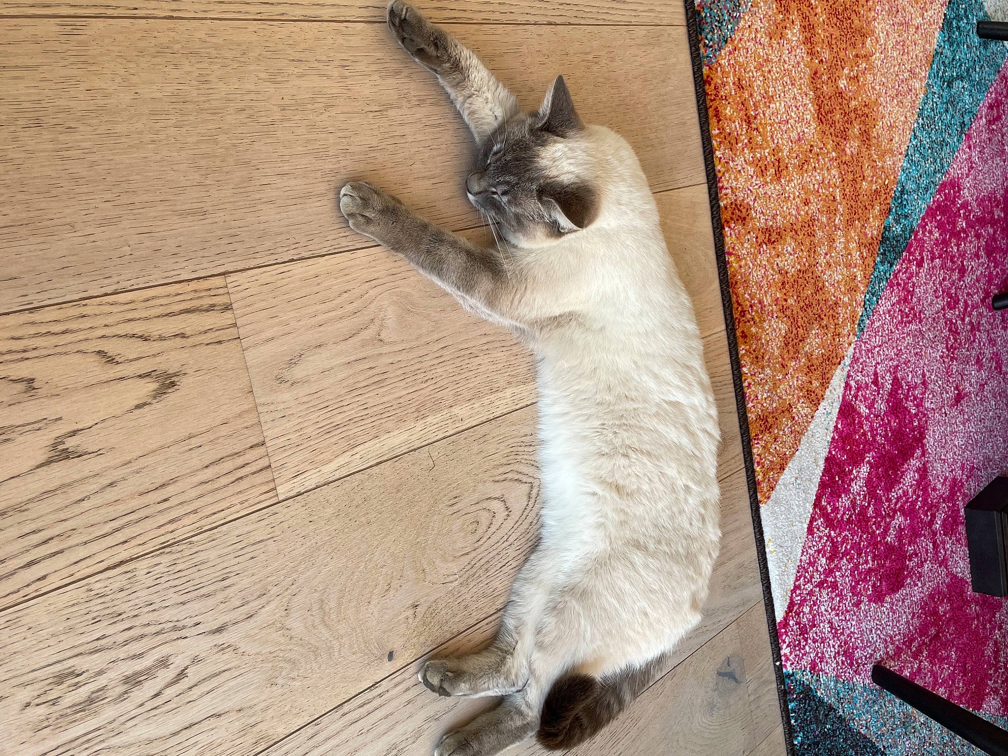Charlotte participe au concours pour gagner de l'argent avec cette photo : carnivore, carpet, cat, claw, dog_breed, domestic_short_haired_cat, fawn, felidae, flooring, fur, hardwood, pattern, paw, siamese, small_to_medium_sized_cats, snout, tail, terrestrial_animal, whiskers, wood