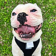 Rhino joined the competition — help win amazing prizes! dog, white_dog, close_up, tongue_out, happy, outdoor, grass, pet, canine, black_nose, smiling, playful, animal, fur, leash, cute, friendly, muzzle, collar, nature