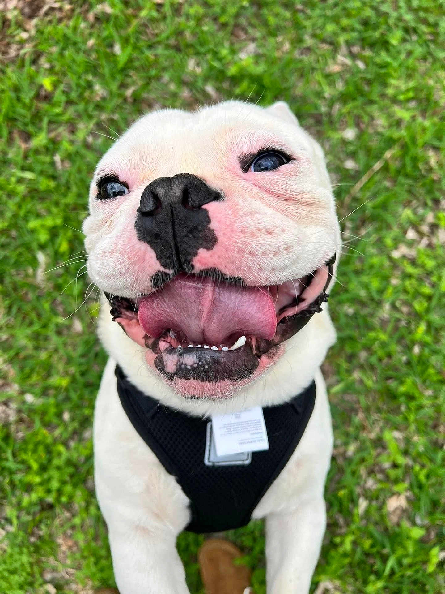 Rhino joined the competition — help win amazing prizes! dog, white_dog, close_up, tongue_out, happy, outdoor, grass, pet, canine, black_nose, smiling, playful, animal, fur, leash, cute, friendly, muzzle, collar, nature