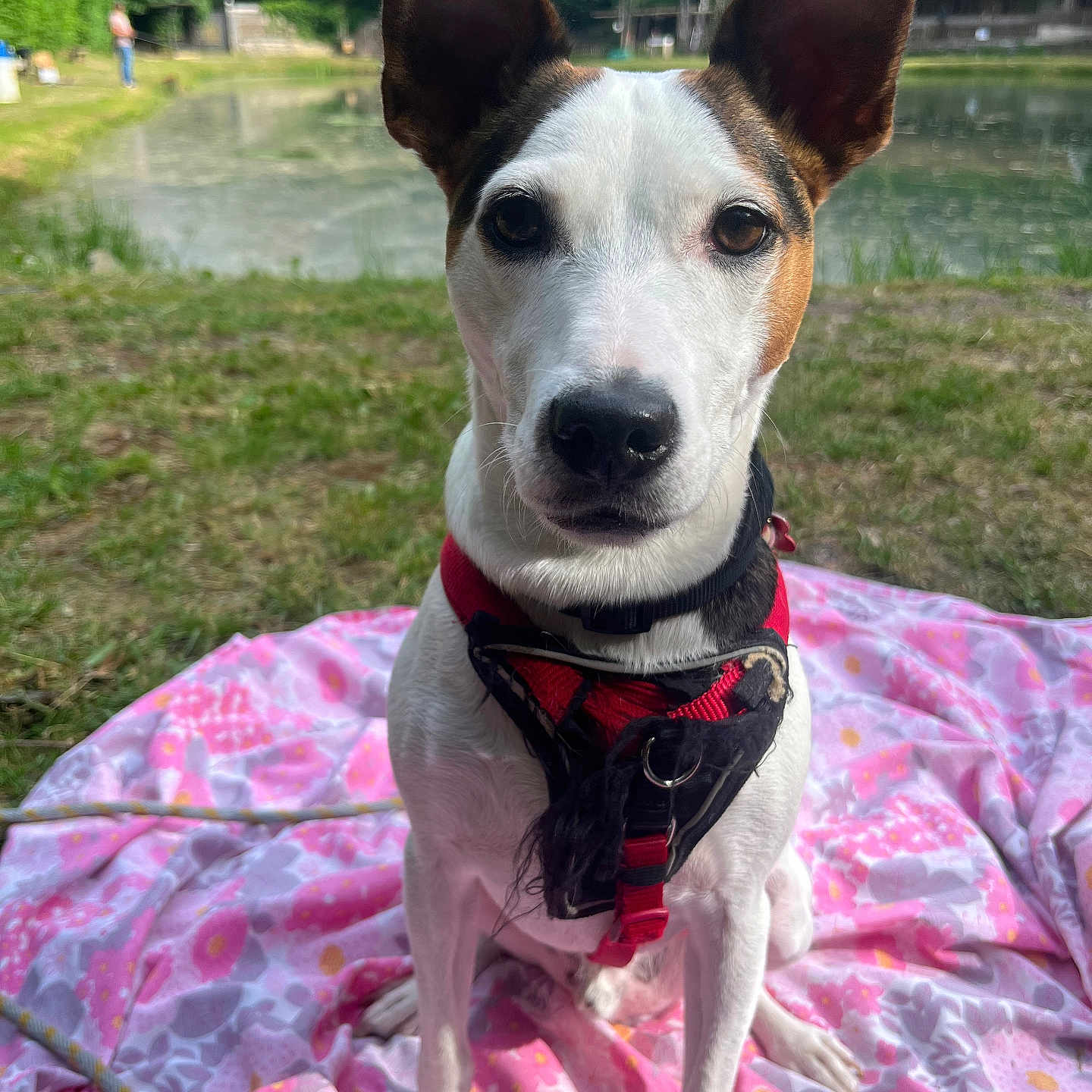 Sancho participe au concours pour gagner de l'argent avec cette photo : alert, animal, blanket, canine, cute, daylight, dog, ears, grass, greenery, harness, leash, nature, outdoor, park, pet, pond, sitting, summer, water