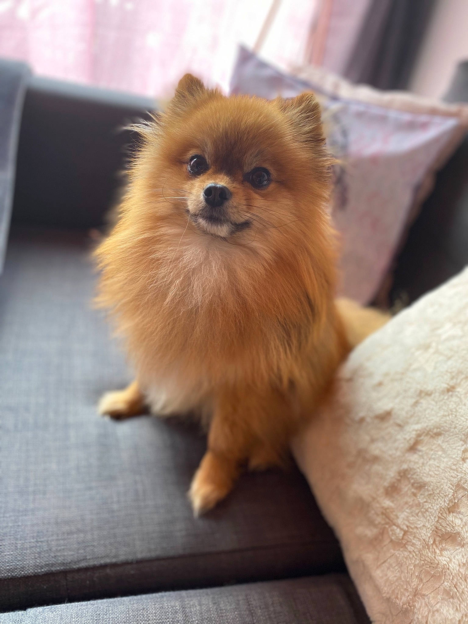 Maïky a rejoint le concours — aidez-le/la à gagner de superbes lots ! canidae, carnivore, companion_dog, dog, dog_breed, fawn, fur, german_spitz, german_spitz_klein, german_spitz_mittel, mammal, non_sporting_group, pomeranian, puppy, snout, spitz, toy_dog, vertebrate, volpino_italiano