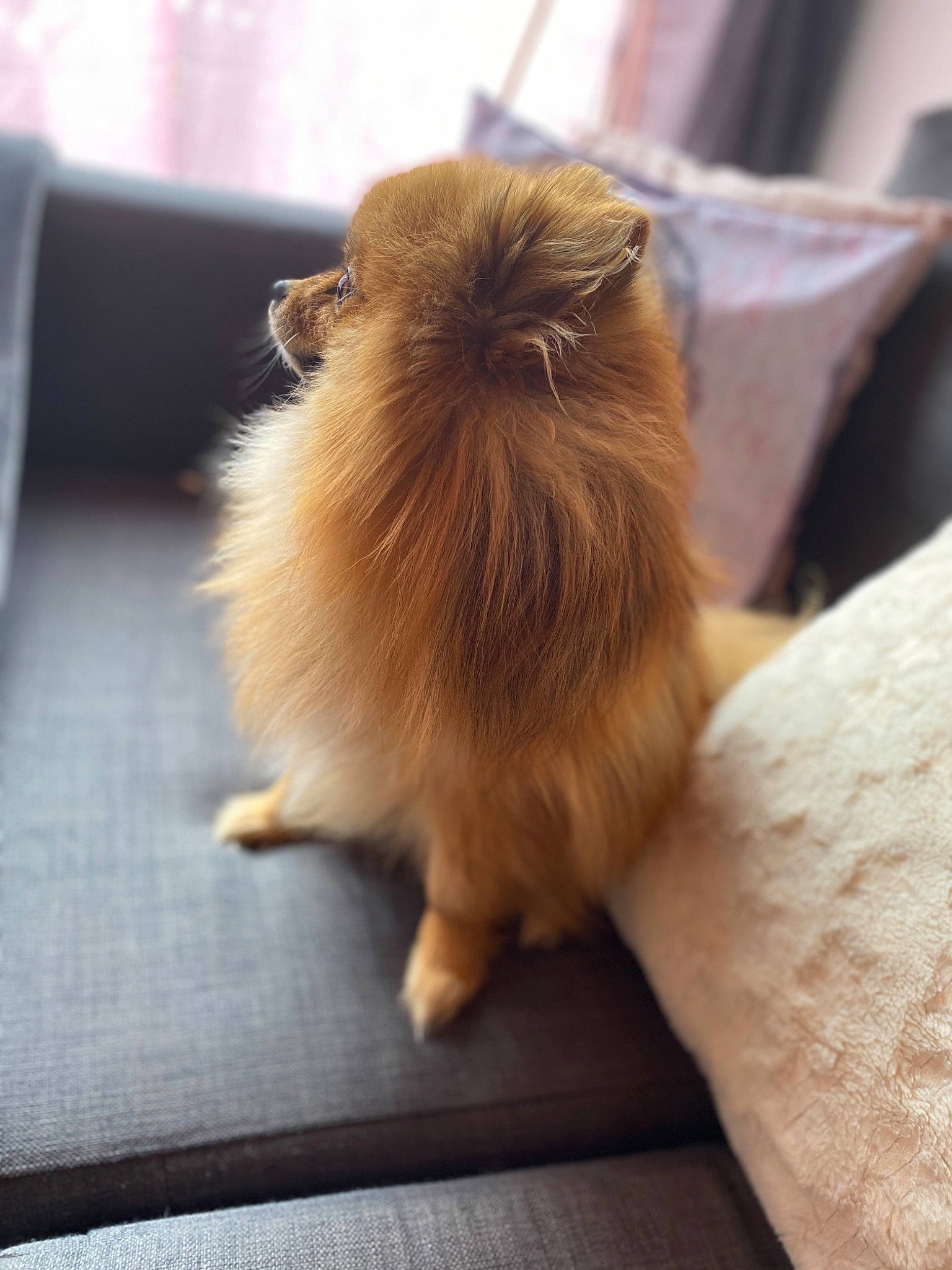 Maïky a rejoint le concours — aidez-le/la à gagner de superbes lots ! canidae, carnivore, companion_dog, dog, dog_breed, fawn, fur, german_spitz, german_spitz_klein, mammal, non_sporting_group, pomeranian, puppy, spitz, toy_dog