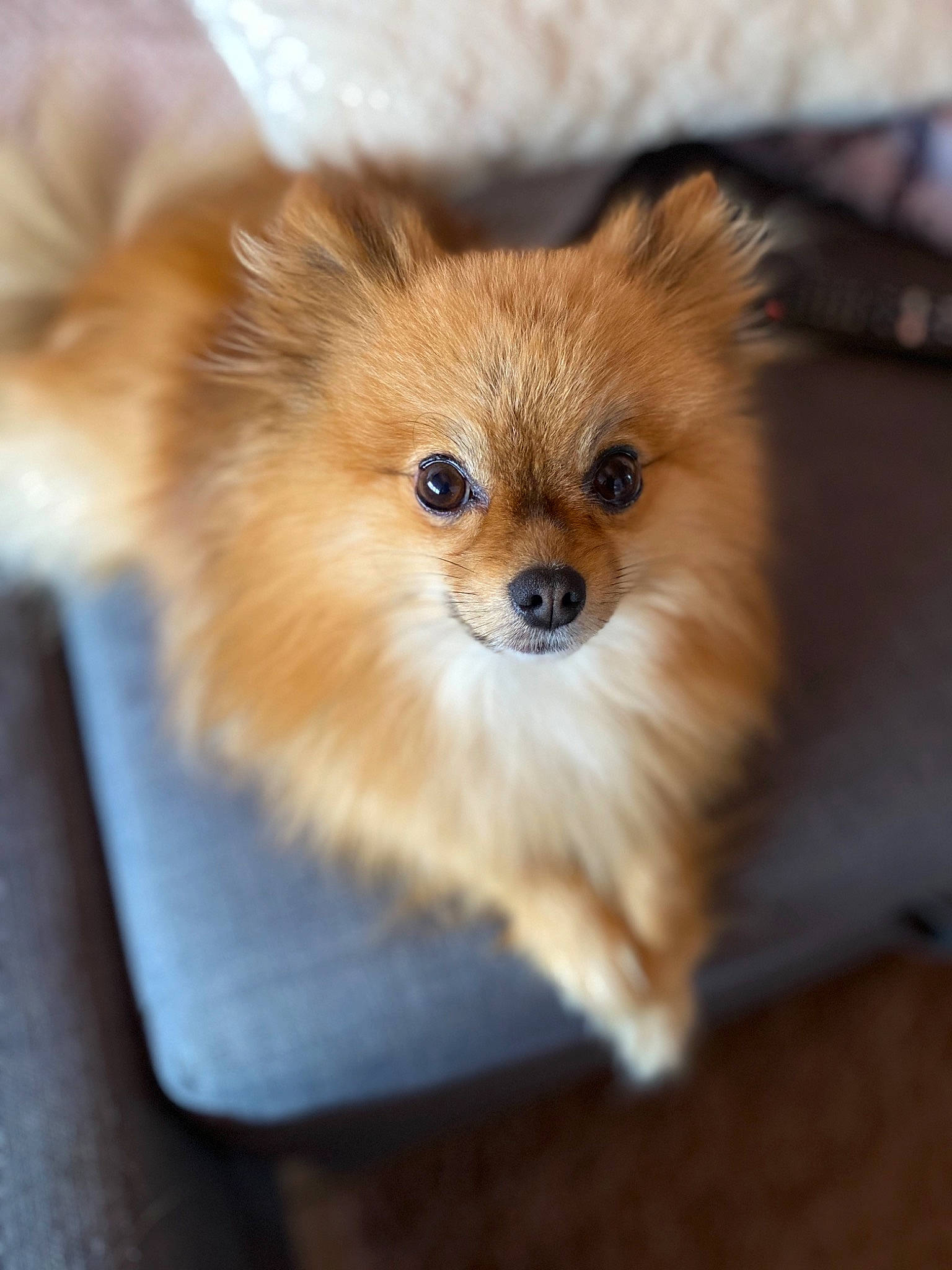 Maïky a rejoint le concours — aidez-le/la à gagner de superbes lots ! canidae, carnivore, companion_dog, dog, dog_breed, fawn, fur, german_spitz, german_spitz_klein, german_spitz_mittel, mammal, non_sporting_group, pomeranian, puppy, skin, snout, spitz, toy_dog, vertebrate, volpino_italiano