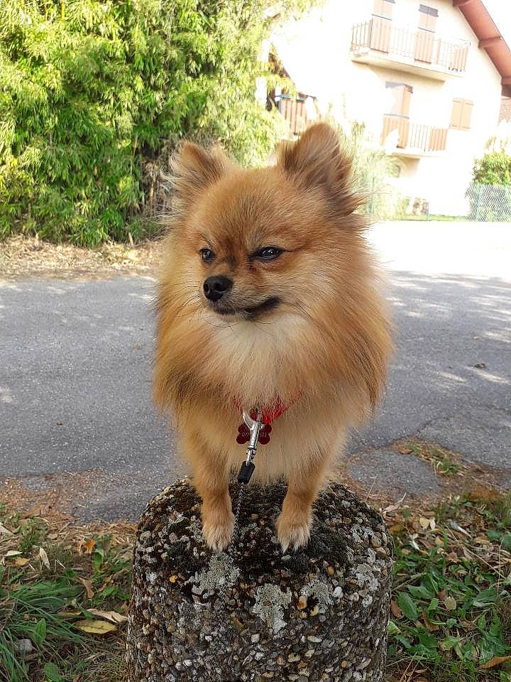 Maïky a rejoint le concours — aidez-le/la à gagner de superbes lots ! canidae, carnivore, companion_dog, dog, dog_breed, fawn, german_spitz, german_spitz_klein, german_spitz_mittel, icelandic_sheepdog, mammal, non_sporting_group, pomeranian, spitz, sporting_group, toy_dog, vertebrate, volpino_italiano