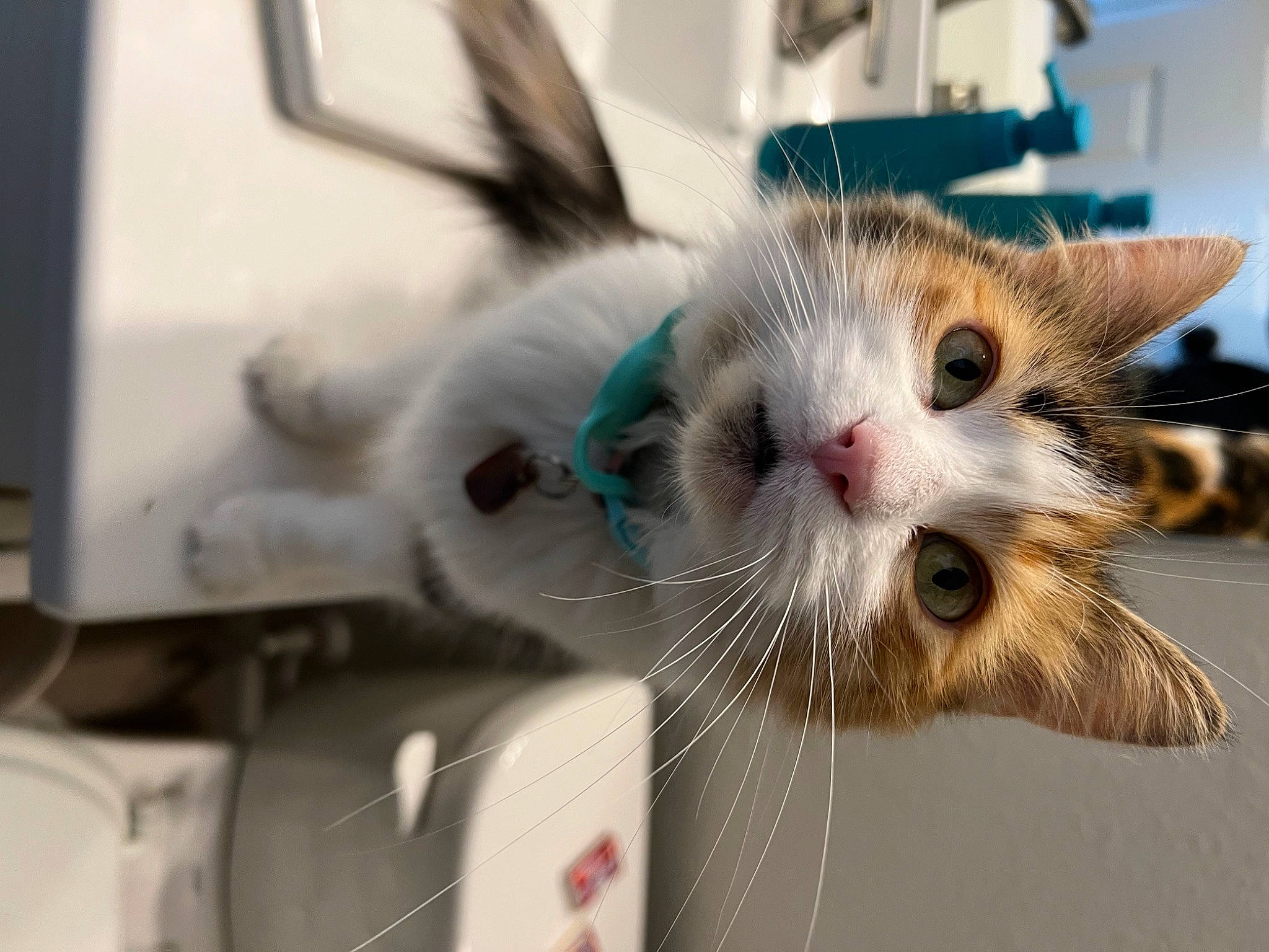 Preslee is registered to the contest to win money with this photo: carnivore, cat, claw, domestic_short_haired_cat, felidae, fur, paw, small_to_medium_sized_cats, whiskers