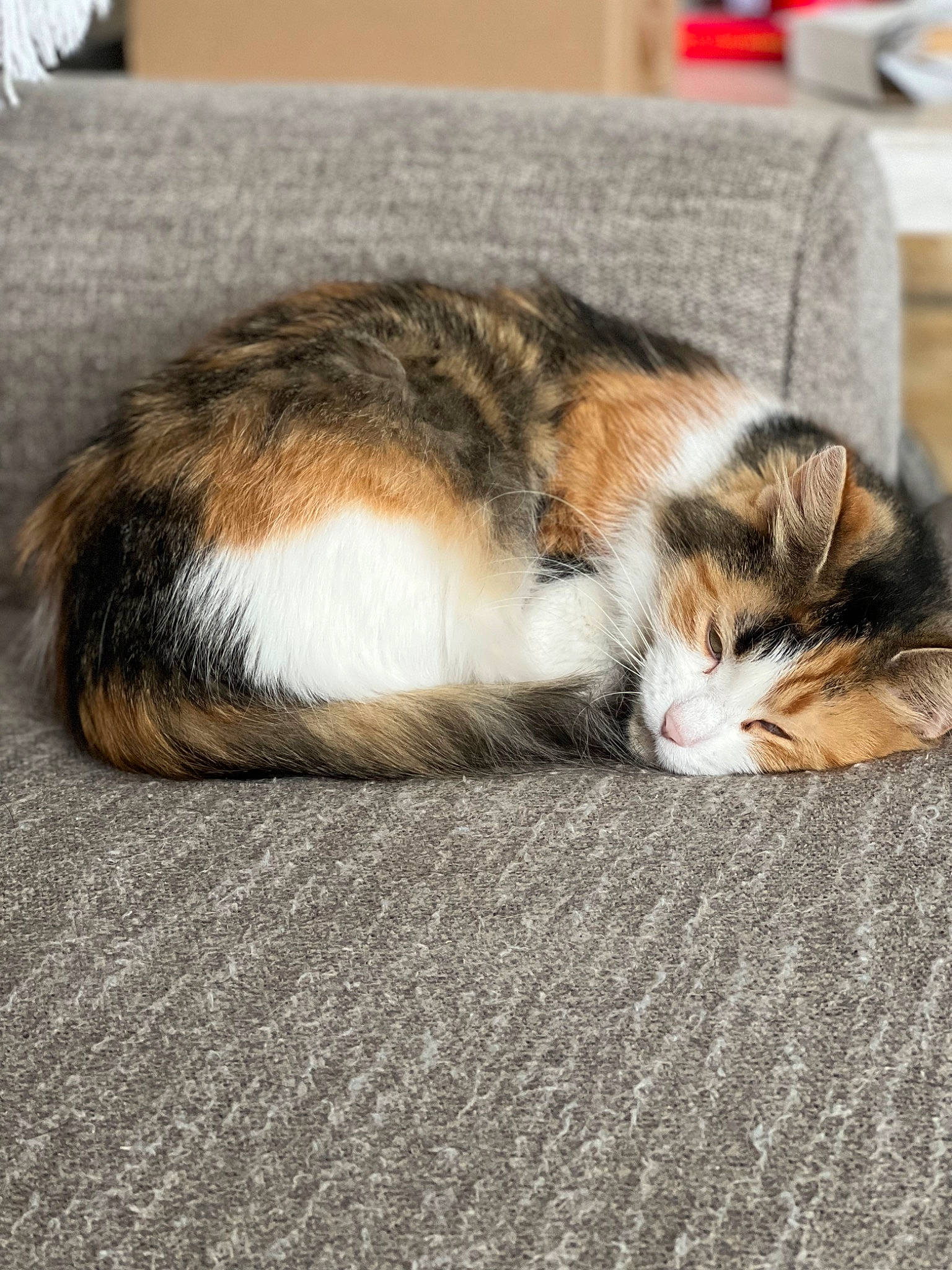 Preslee joined the competition — help win amazing prizes! carnivore, cat, claw, comfort, domestic_short_haired_cat, felidae, flooring, fur, human_leg, nap, paw, sleep, small_to_medium_sized_cats, snout, tail, whiskers, wood