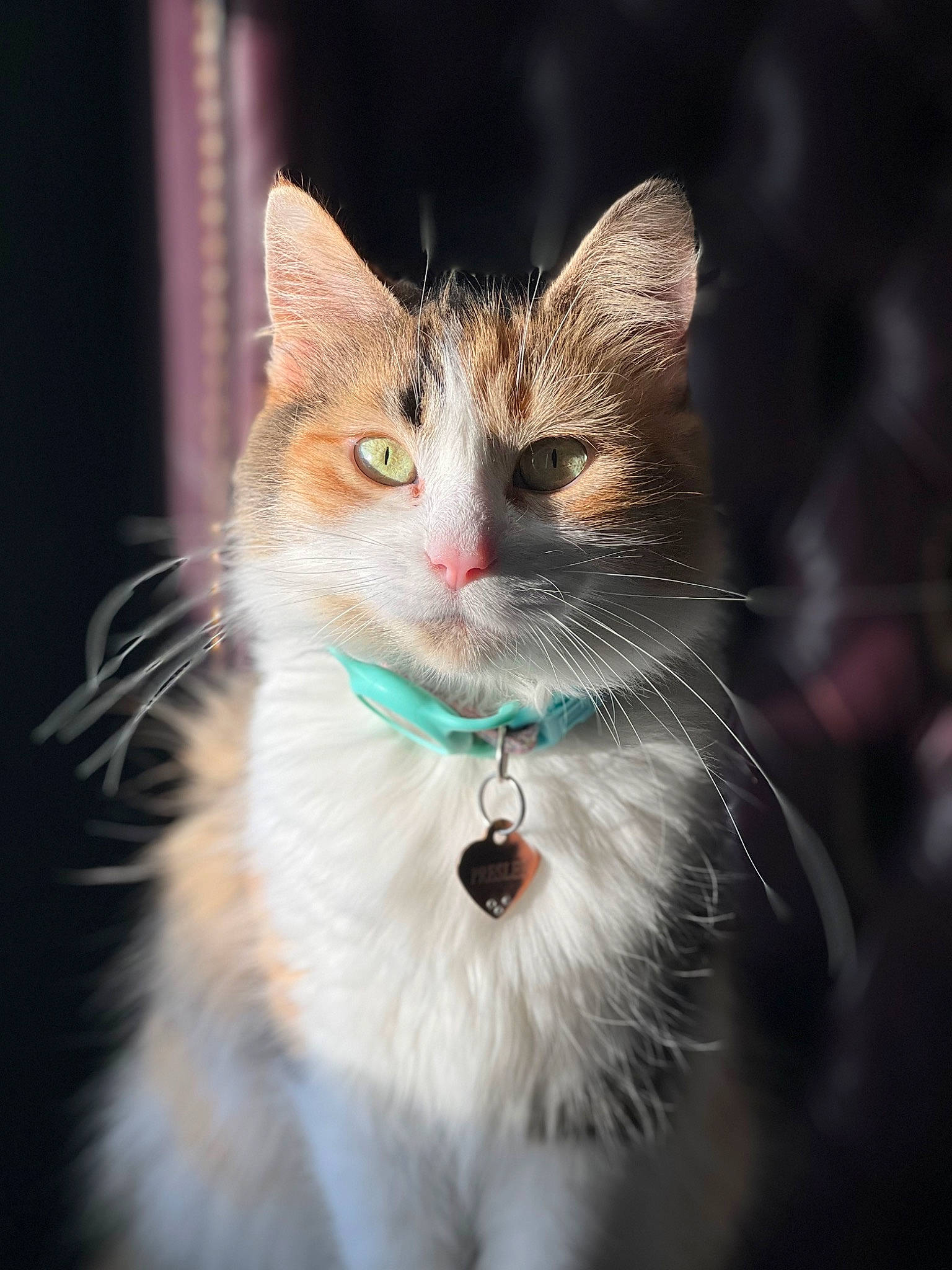 Preslee is registered to the contest to win money with this photo: art, carnivore, cat, collar, darkness, domestic_short_haired_cat, fawn, felidae, flash_photography, fur, grass, paw, plant, sitting, small_to_medium_sized_cats, snout, tail, tree, whiskers, wildlife