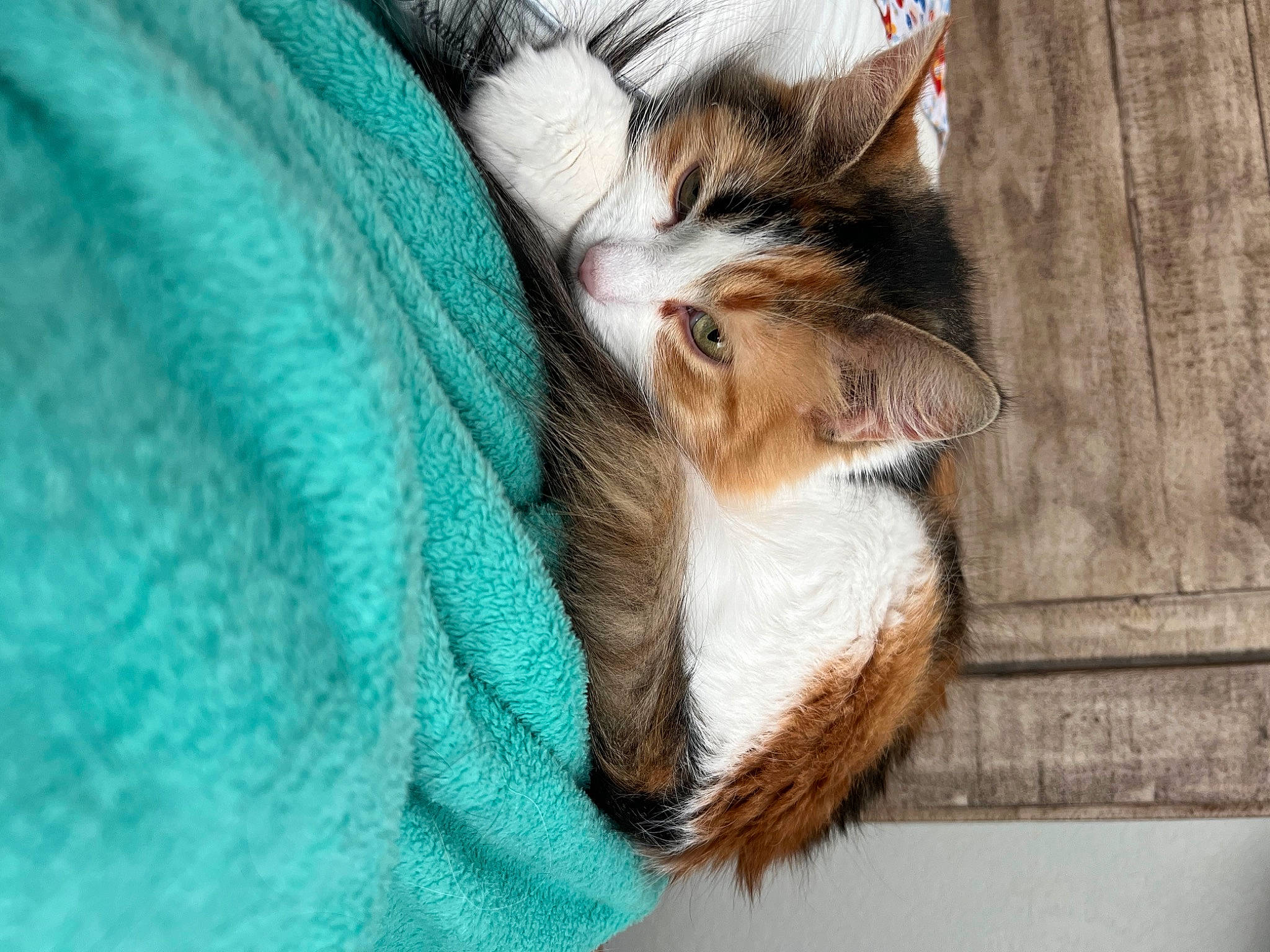 Preslee joined the competition — help win amazing prizes! beard, canidae, carnivore, cat, claw, comfort, domestic_short_haired_cat, fawn, felidae, fur, human_leg, nap, paw, small_to_medium_sized_cats, snout, tail, tree, whiskers, wildlife, wood