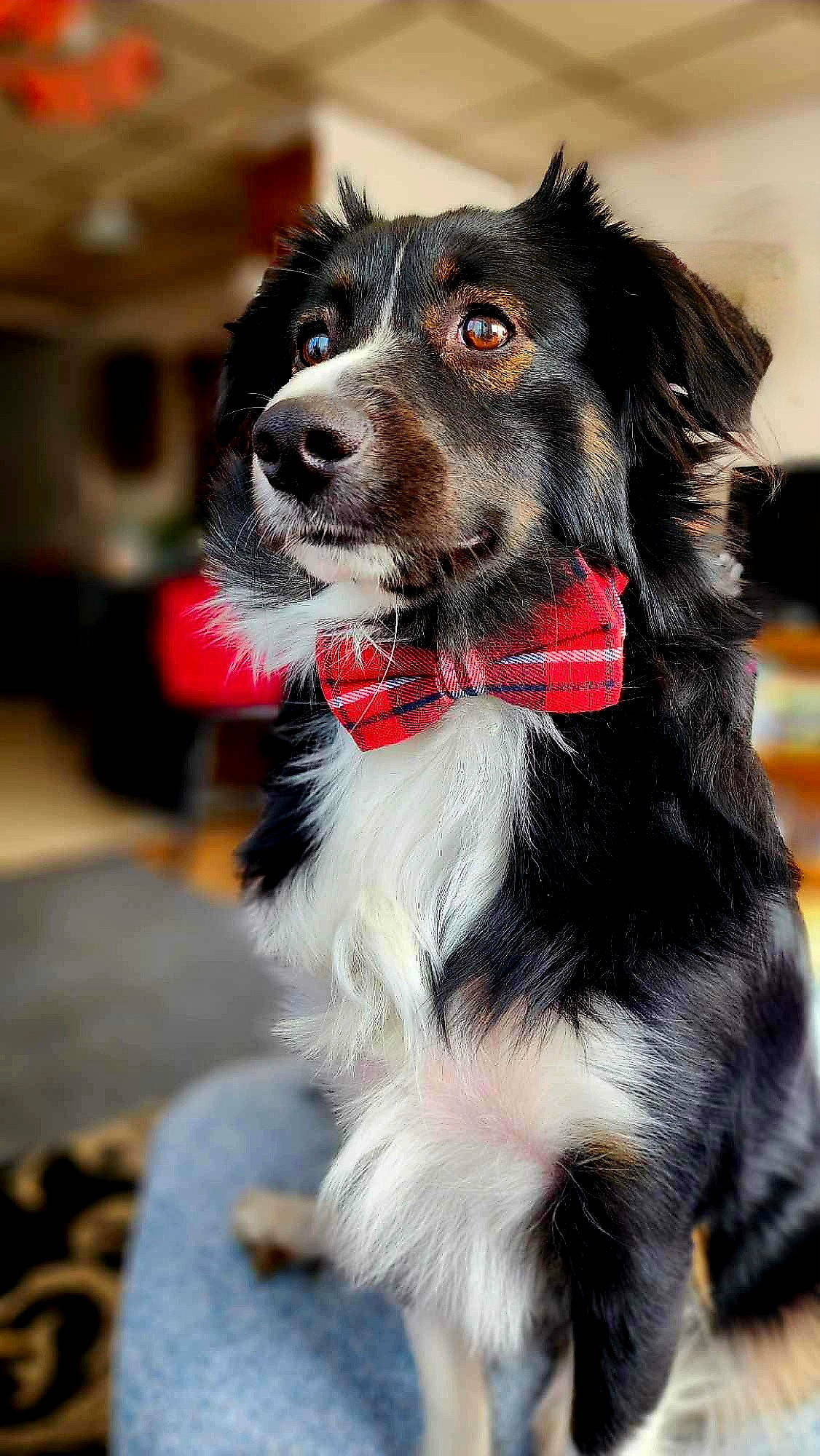 Sir Winston Oliver Of Puppyham is registered to the contest to win money with this photo: canidae, carnivore, collar, companion_dog, dog, dog_breed, dog_collar, dog_supply, fashion_accessory, fur, herding_dog, leash, liver, plant, snout, spaniel, sporting_group, whiskers, working_animal, working_dog