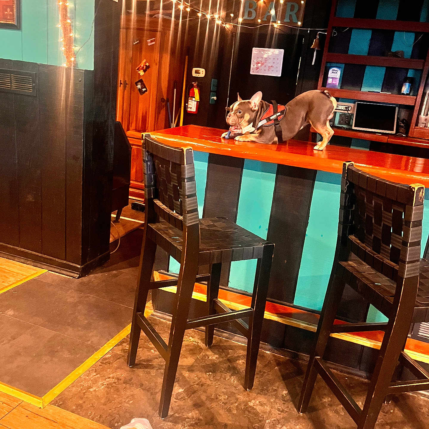 Bruce is registered to the contest to win money with this photo: animal, bar, canine, chair, computerhardware, desk, dog, electronics, furniture, grocerystore, hardware, indoors, interiordesign, monitor, nightlife, pet, screen, shop, table, urban