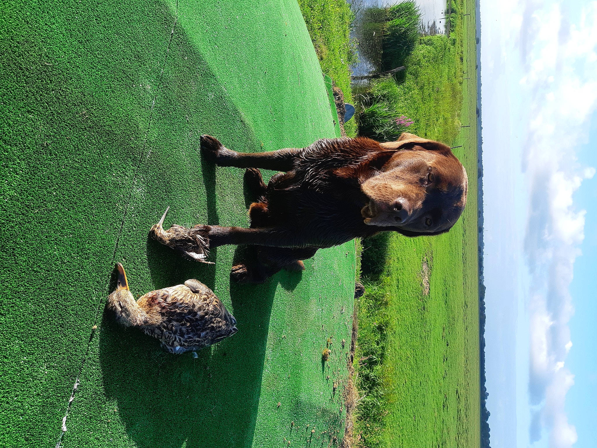 Moogly participe au concours pour gagner de l'argent avec cette photo : cloud, fun, grass, grassland, green, landscape, leisure, pasture, people_in_nature, plant, recreation, sky, sporting_group, stallion, terrestrial_animal, tree, water, wildlife, wood, working_animal