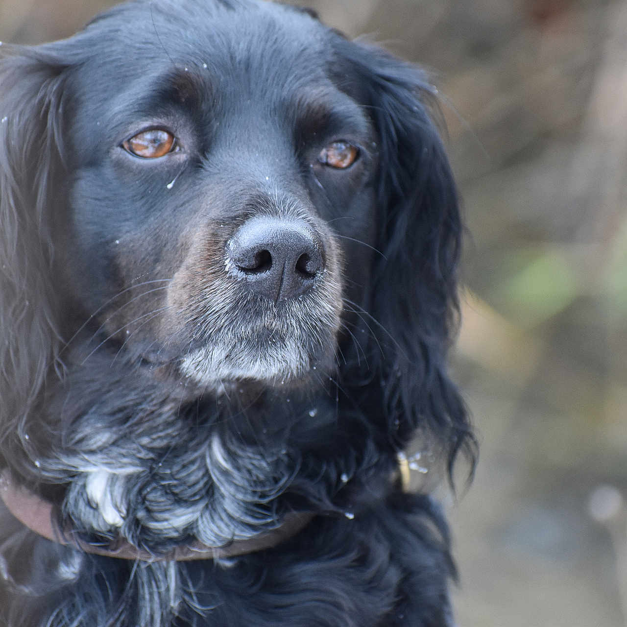 Soisic participe au concours pour gagner de l'argent avec cette photo : animal, canine, cockerspaniel, dog, hound, labradorretriever, papillon, pet, pointer, poodle, puppy, snout, terrier