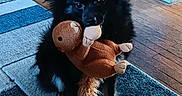 Arlo Little Button is registered to the contest to win money with this photo: dog, stuffed_toy, indoor, rug, wooden_floor, black_dog, tan_legs, toy, pet, animal, home, flooring, blue_wall, cabinet, furniture, playful, cute, small_dog, carpet, living_room