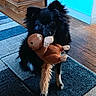 animal, black_dog, blue_wall, cabinet, carpet, cute, dog, flooring, furniture, home, indoor, living_room, pet, playful, rug, small_dog, stuffed_toy, tan_legs, toy, wooden_floor